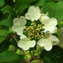 Image of Japanese snowball