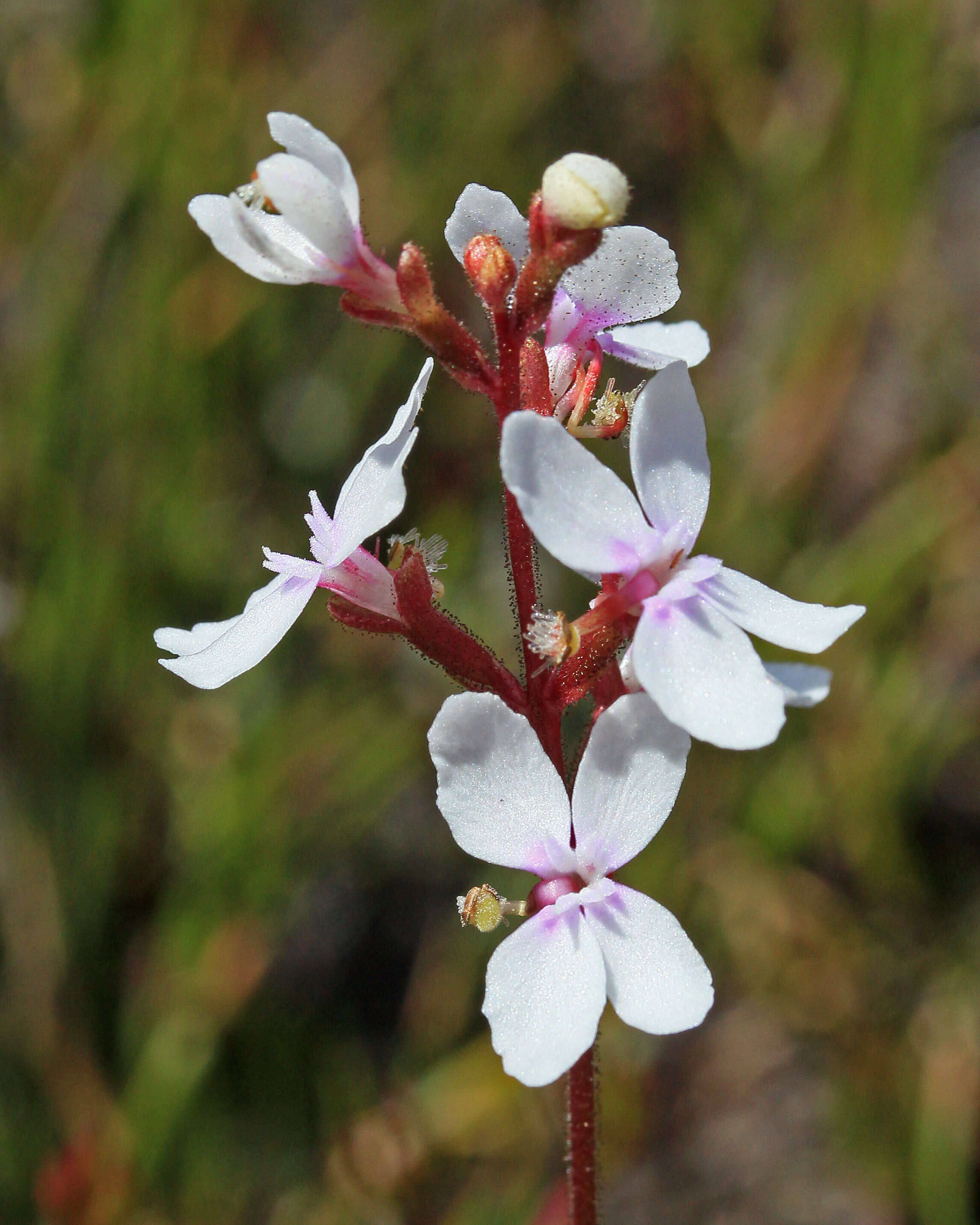 Image de Stylidium graminifolium Sw. ex Willd.