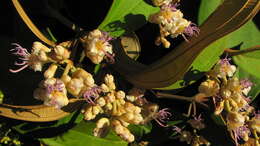 Image of Miconia holosericea (L.) DC.