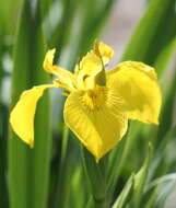 Image of iris