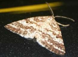 Image of Powder Moths