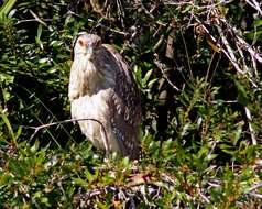 Image of Night Herons