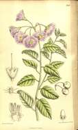 Solanum xanti A. Gray resmi
