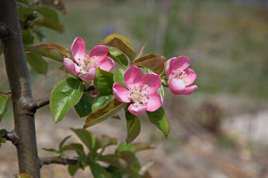 Image of Chinese-quince