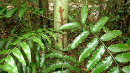 Image of fringedferns