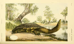 Image of Siebenrock’s Snake-necked Turtle; oblonga