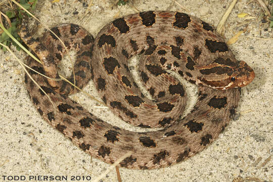 Image of pigmy rattlesnake