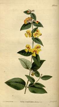 Image of Magnoliophyta