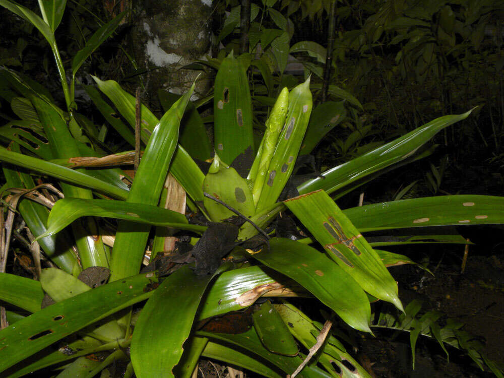 صورة Werauhia gladioliflora (H. Wendl.) J. R. Grant