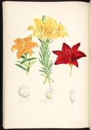 Image of Lilium elegans Thunb.