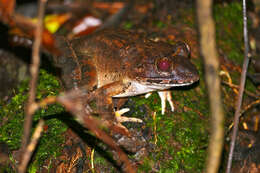 Image of Giant River Frog