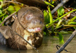 Image of giant otter