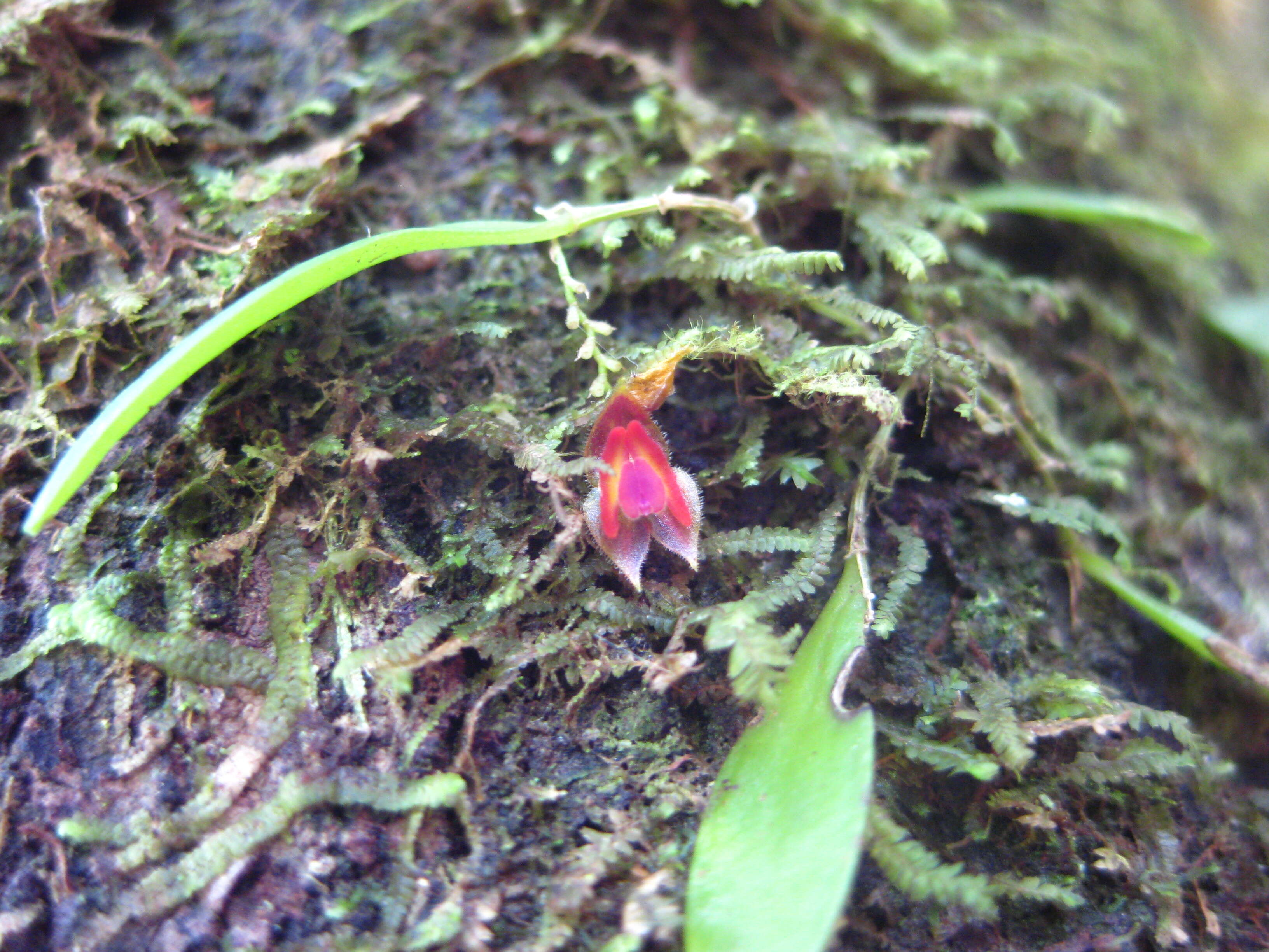 Image of Carite babyboot orchid