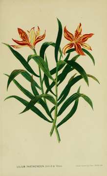 Image of Lilium concolor var. partheneion (Siebold & de Vriese) Baker