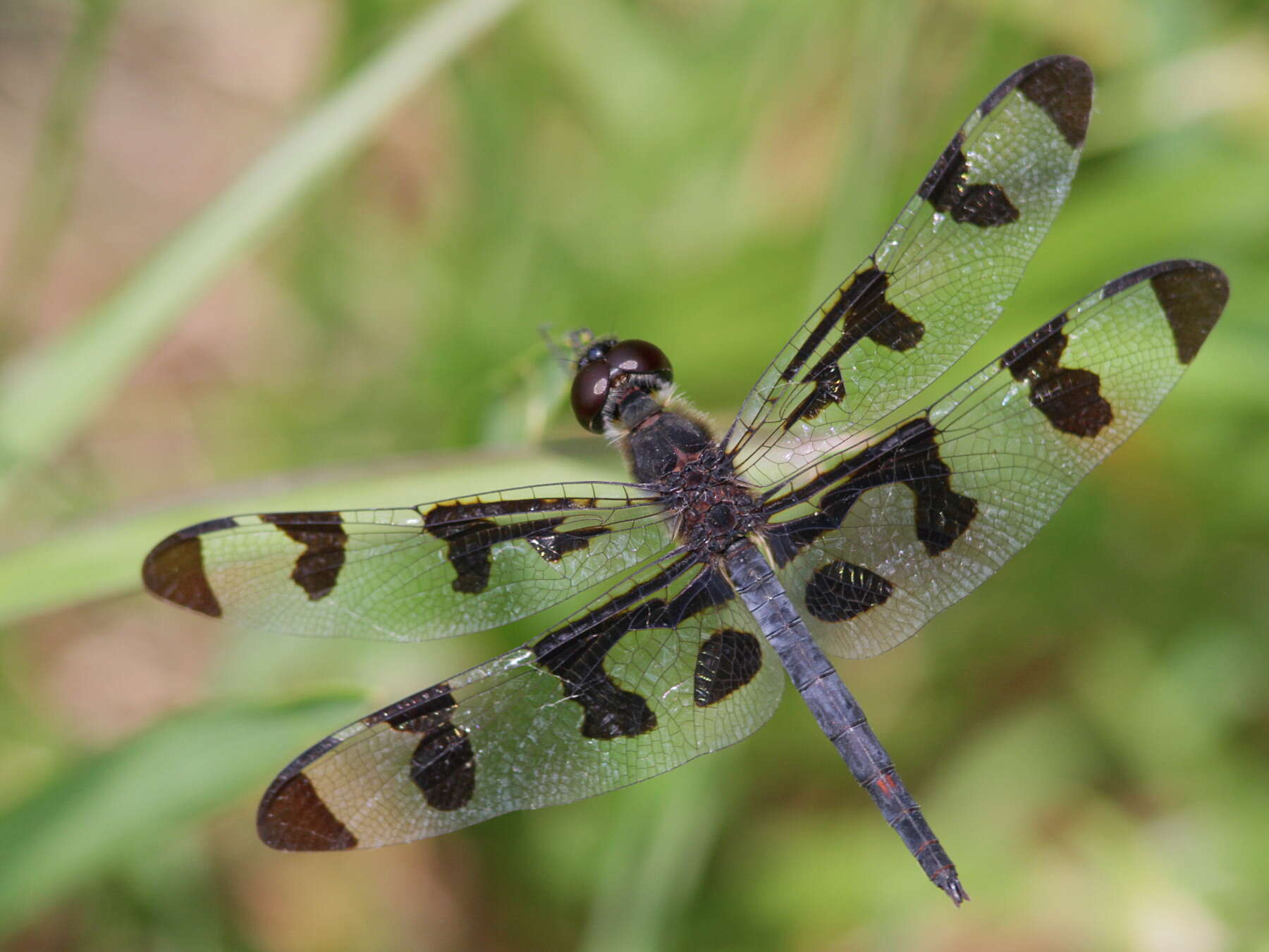 Слика од Celithemis fasciata Kirby 1889