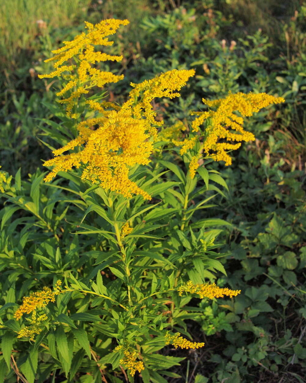 Image of goldenrod