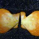 Image of Iceland scallop