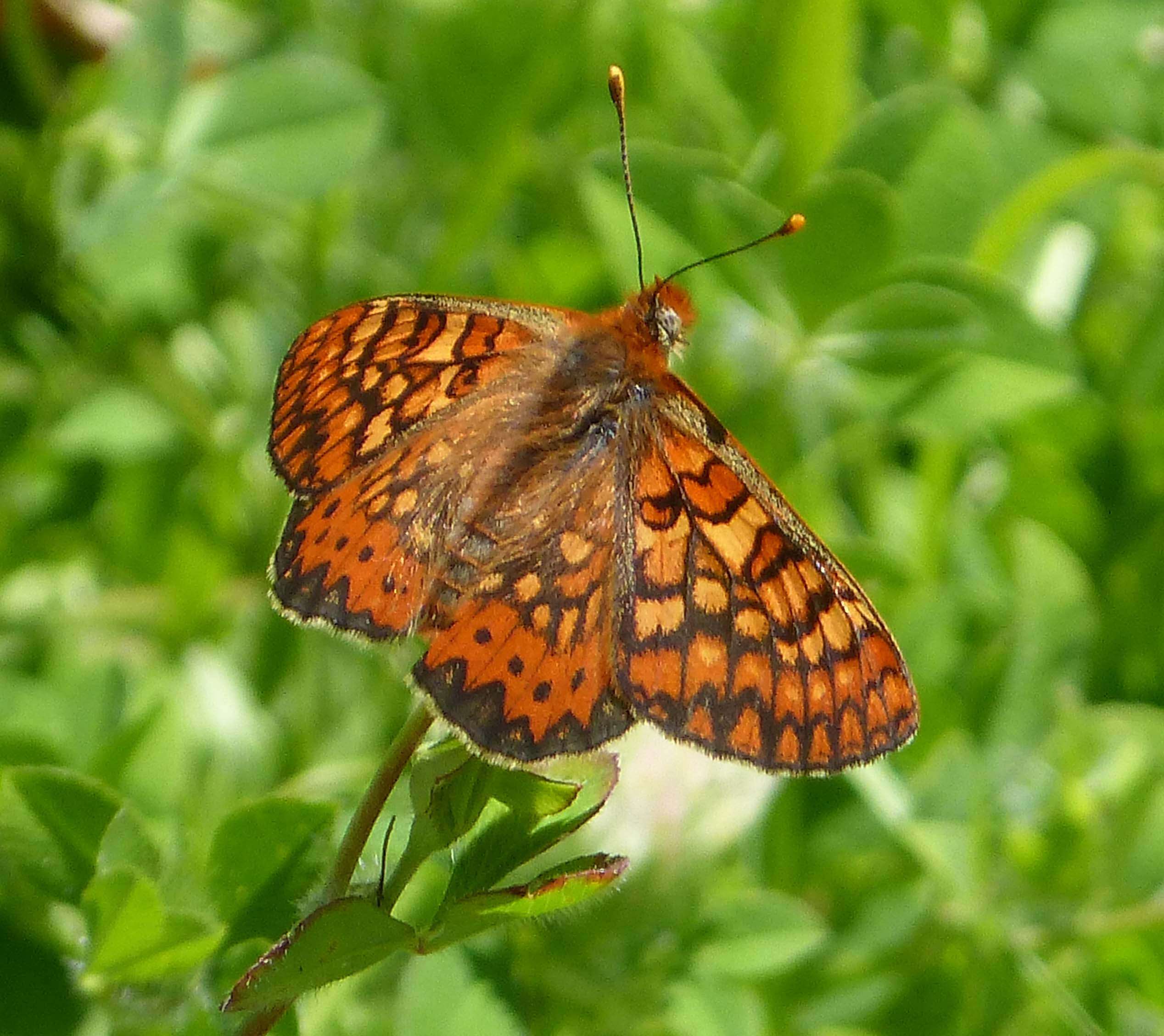 Image of Euphydryas aurinia beckeri