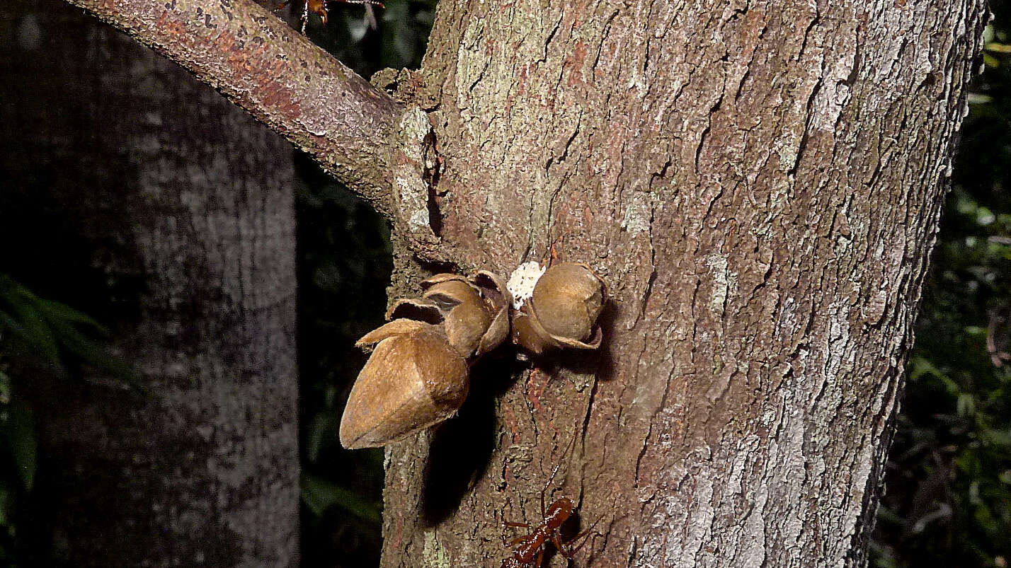 Image of Xylopia ochrantha Mart.