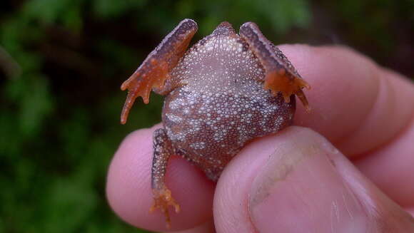 Image of Rhinella hoogmoedi Caramaschi & Pombal 2006