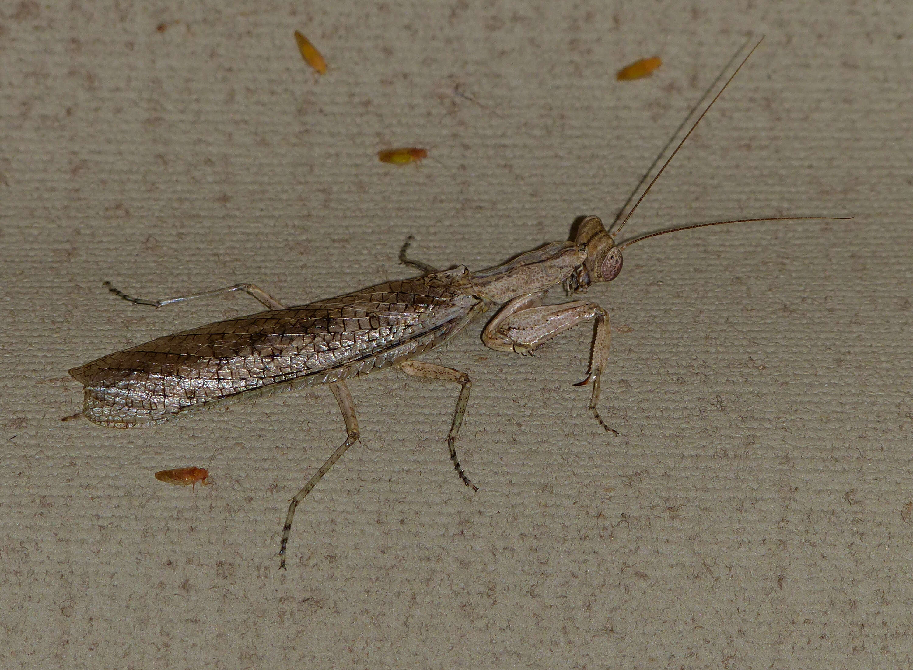 Image of tarachodid mantises