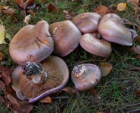 Image of Cortinarius balteatocumatilis Rob. Henry ex P. D. Orton 1960