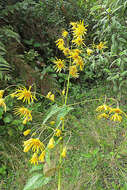 Image de Munnozia hastifolia (Poepp. & Endl.) H. Rob. & Brettell