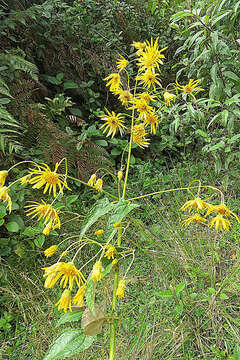 Image of Munnozia hastifolia (Poepp. & Endl.) H. Rob. & Brettell