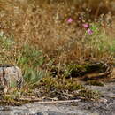 Image of quill fameflower