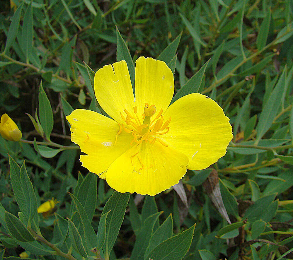 Image of tree poppy