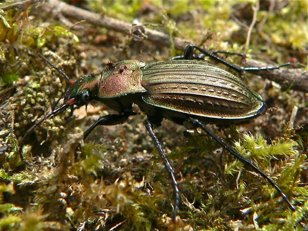 Image of true ground beetle genus