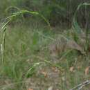 Image of Weeping Grass