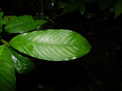 Image of Psychotria acicularis C. M. Taylor