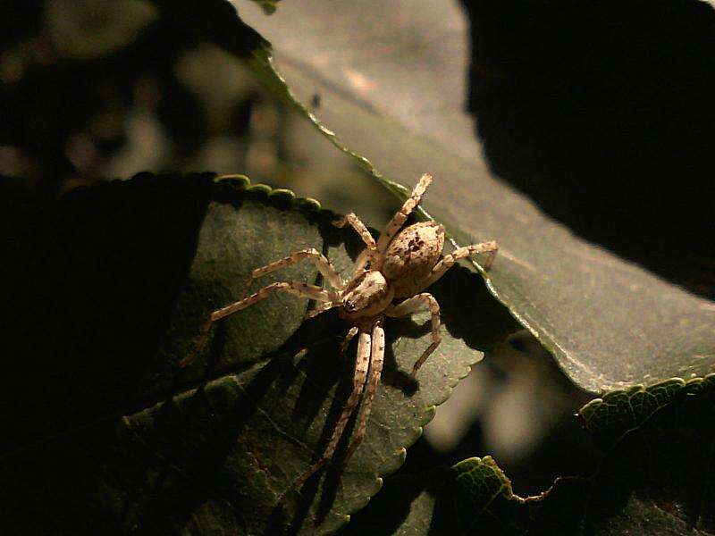 Image of ghost spiders