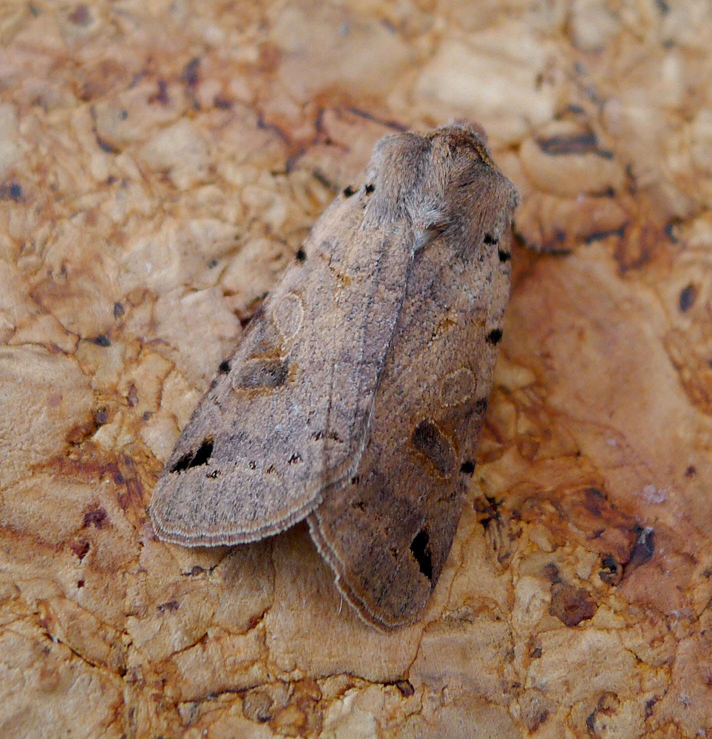 Agrochola litura Linnaeus 1761 resmi