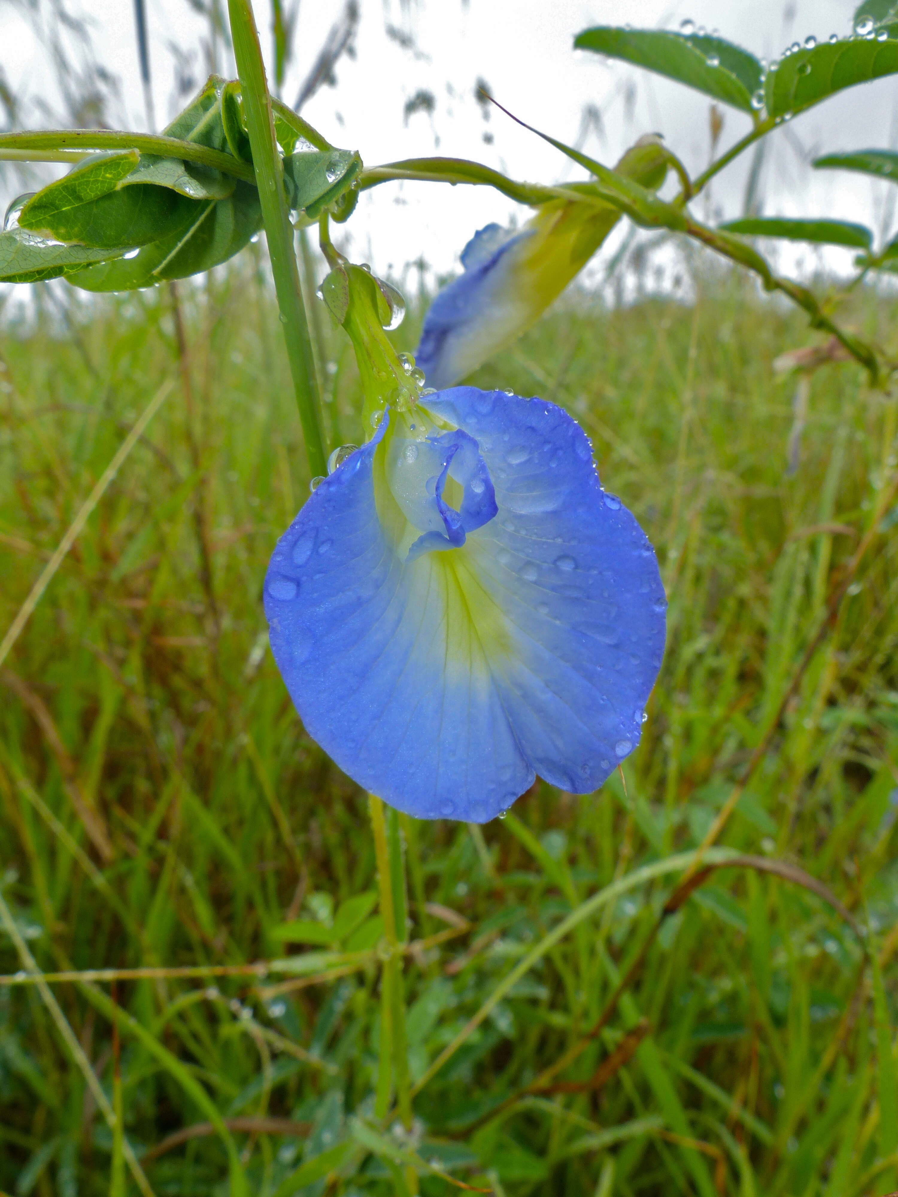 Слика од Clitoria