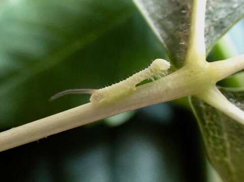 Image of privet hawk-moth