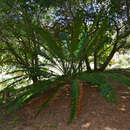 Image de Encephalartos paucidentatus Stapf & Burtt Davy