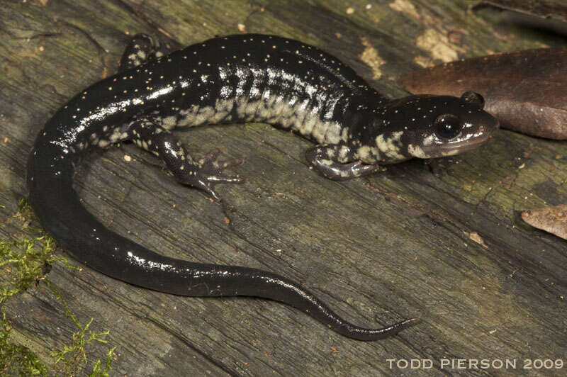 Image of Woodland salamander