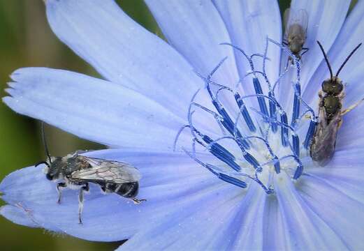 Image of Bronze furrow bee