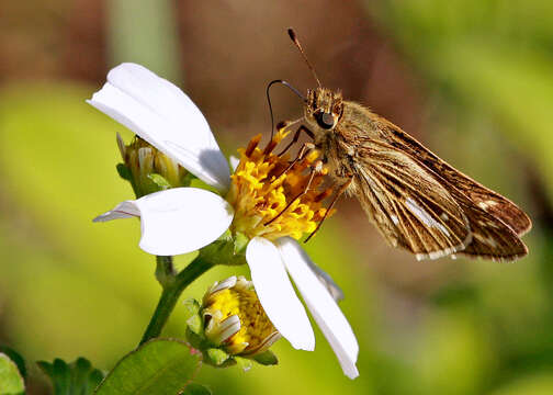 Image of Salt Marsh Skipper