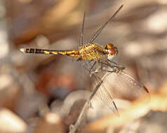 Image of Little Blue Dragonlet