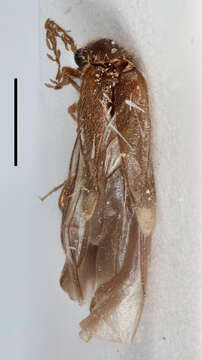 Image of Mastinomorphus