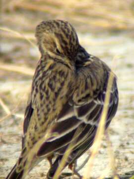 Image of Olive-backed Pipit