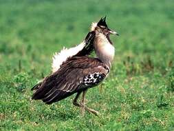 Image of Kori Bustard