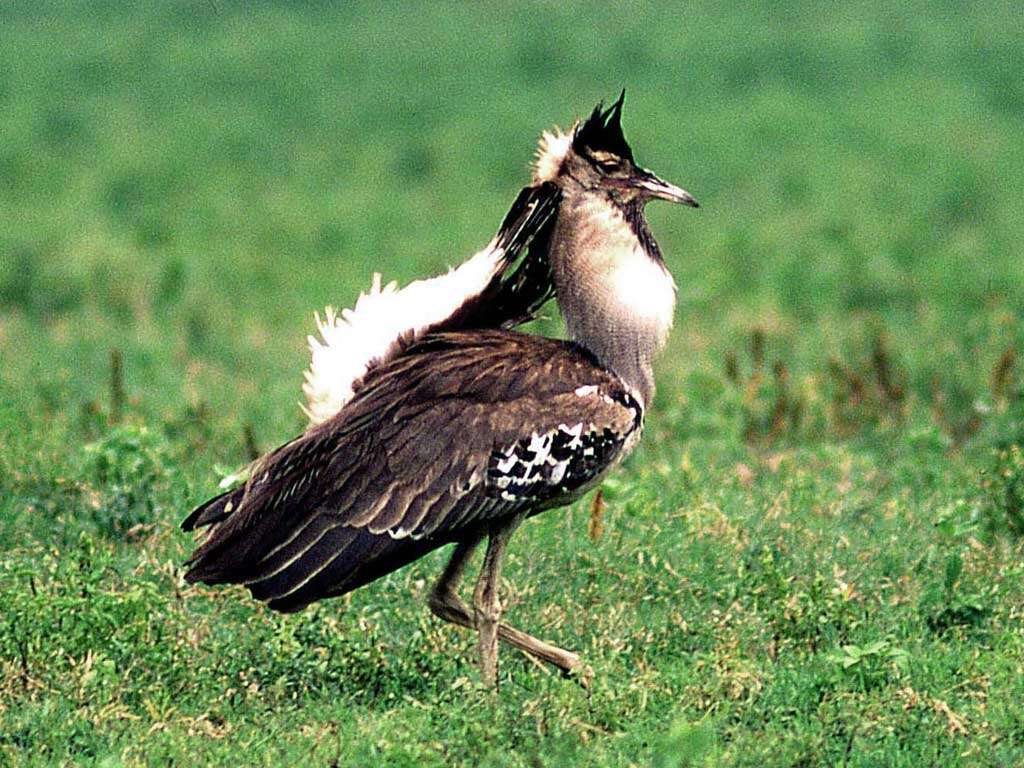 Image of Kori Bustard