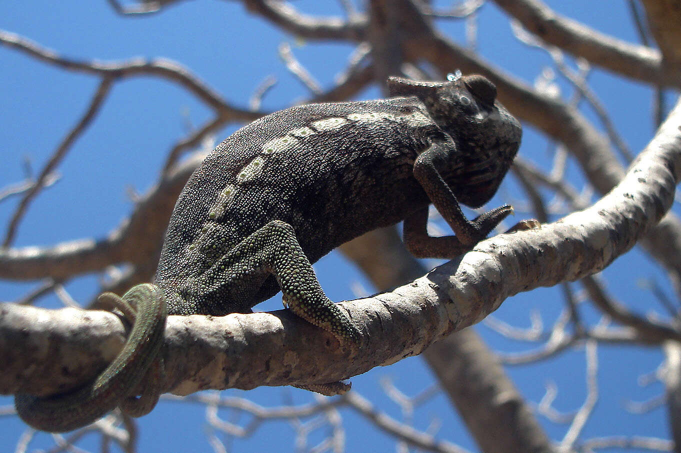 Image of Malagasy chameleons