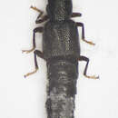 Stenus (Hypostenus) fulvicornis Stephens 1833 resmi