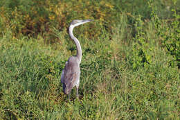 Image of Grey Heron