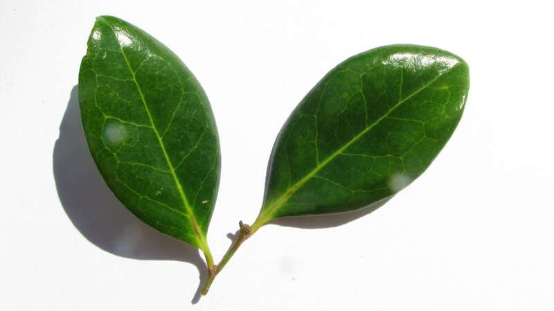 صورة Chaetocarpus